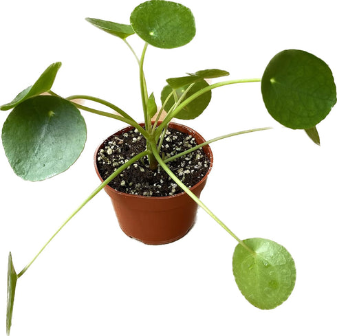 4-Inch 6-inch (4" Chinese Money Plant Live - Pilea peperomioides Live Plant | Easy Care Indoor Houseplant | Air