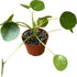 4-Inch 6-inch (4" Chinese Money Plant Live - Pilea peperomioides Live Plant | Easy Care Indoor Houseplant | Air