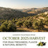 750mL 2025/6 100% Holy Land Goods Palestinian Extra Virgin Levantine Olive Oil Polyphenol Rich, Harvest, glass bottle