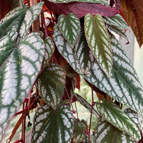 2 Inch Rex Begonia Vine - Live Starter Plant in a Pot - Cissus Discolor - Extremely Rare and Beautiful Vining Indoor