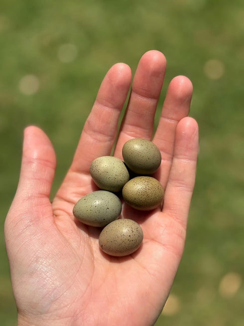 Generic 6+ 6 Fertile Quail Hatching Eggs Button Quail Hatching Eggs Mixed Varieties Farm Fresh & High Hatch Rate LSJ