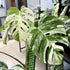 5-9" Philodendron Plant Live, Rare Tropical Variegated Live Indoor Houseplant, Starter Plants No Pot, in Tall (Monstera