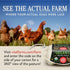 12ct Vital Farms Organic Pasture-Raised Large Eggs