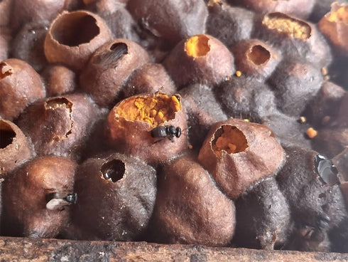 130g Communities Pure Raw Melipona Honey Stingless Bee Honey | Produced by Nahua & Totonac | Unfiltered, Natural