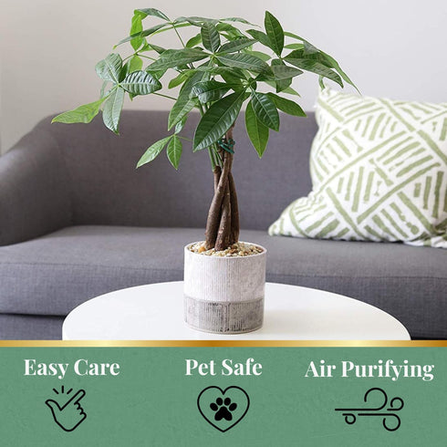 6-Inch American Plant Exchange Live Money Tree Bonsai Pot Cover Braided Trunk Houseplant with Lush Green Leaves, Easy