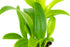 1 Live Orchid Plant | Dendrobium Orchid | Real Houseplant in Potting Soil Mix with Orchid Pot | Orchids | Flowering