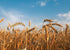 2.5 Food to Live - Organic Cracked Wheat Berries, Pounds Non-GMO. Cleaned, Crushed & Sifted Hard Red Winter Groats.