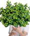 19 Green Bean Fresh Cut Flower Bouquet Prime Delivery Gifts for Birthday