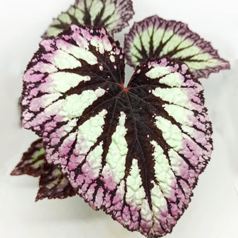 4 4 8 Combo Begonias Houseplant Live Indoor, Mix Begonia Maculata Live Plant, Random Begonias Live Plants Outdoor