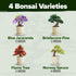 4 Bonsai Tree Kit Gifts for Men & Women - Grow Bonsai Trees - Unique Gardening Crafts for Adults, DIY Hobbies for Plant