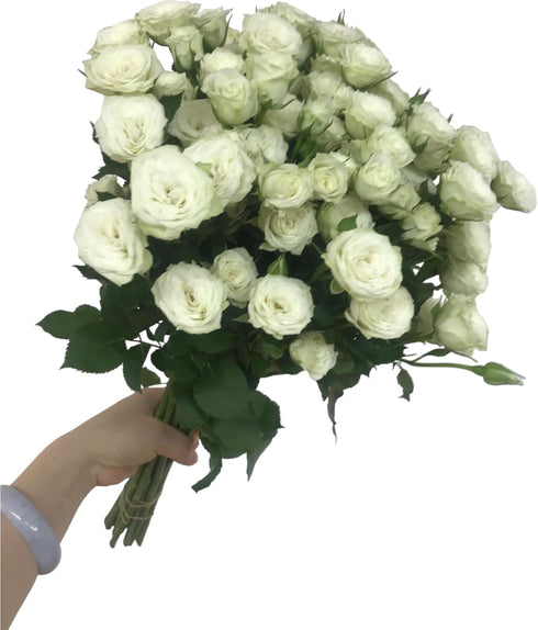 18 Stems White Spray Roses Fresh Cut Flowers White Mini Roses Florist Selected Multi Bloom Stems for Bouquets Weddings