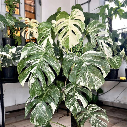 5-9" Philodendron Plant Live, Rare Tropical Variegated Live Indoor Houseplant, Starter Plants No Pot, in Tall (Monstera