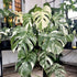 5-9" Philodendron Plant Live, Rare Tropical Variegated Live Indoor Houseplant, Starter Plants No Pot, in Tall (Monstera