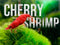 Aquarigram 8 (+2 Bonus) Red Cherry Shrimp Live (Neocaridina Davidi) by