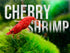 Aquarigram 8 (+2 Bonus) Red Cherry Shrimp Live (Neocaridina Davidi) by