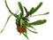 Disocactus Macranthus Golden Orchid - 6'' from California Tropicals