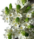 20 WANGBINYU Stems Ornithogalum Fresh Cut Flowers Blooms of Star of Bethlehem Bouquet Prime Delivery LA FLOWER MARKET
