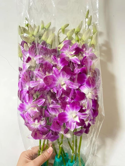 20 Stems purple orchids fresh cut flower gift birthday anniversary Valentine's Day flowers Dendrobium orchid