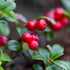 14.1 Sanniti Lingonberries Jar imported from Sweden, Ounces