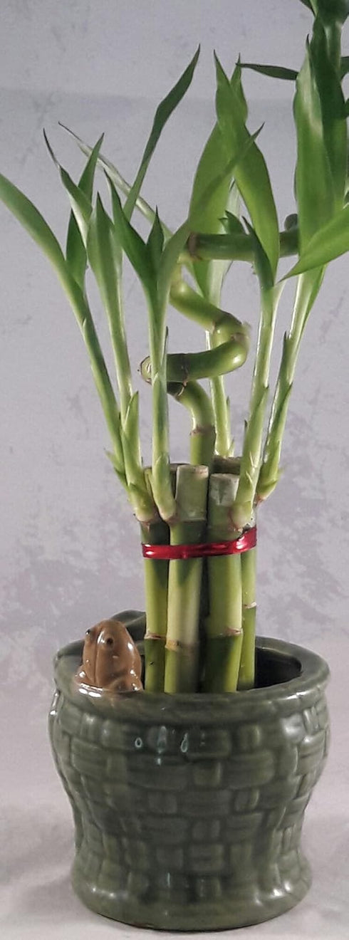 JM BAMBOO Lucky Bamboo - Spiral 7 Style with Happy frog Ceramic Vase unique