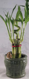 JM BAMBOO Lucky Bamboo - Spiral 7 Style with Happy frog Ceramic Vase unique