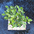 7 8-16 Inches Brussel's Bonsai - Live Golden Gate Ficus Bonsai Tree with Ceramic Bonsai Pot & Humidity Tray, Indoor