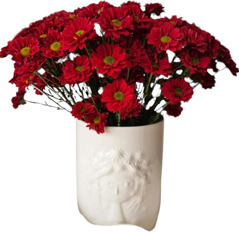 20 Fresh Red Daisy Cut Flowers | Florist-Selected Stems | Ideal for Bouquets, Birthdays Home Dcor | Bright Vibrant