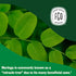 FGO Organic Moringa Tea, 100 Count, Eco-Conscious Resealable Bag, Caffeine Free (Pack of 1)
