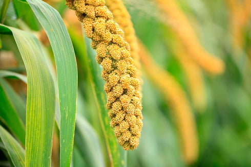 9 Food to Live Hulled Millet, Pounds Whole Grain Seeds, Kosher, Raw, Bulk