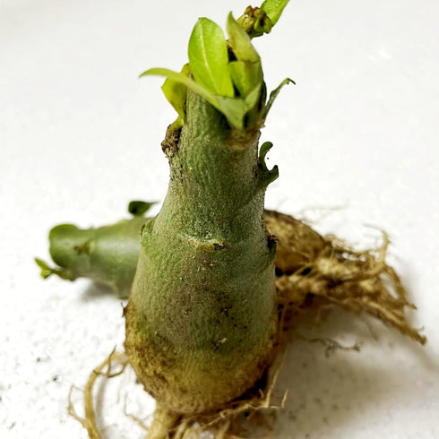 QYTGVSZ Decor-1Tubers (2) Mixed Desert Roses Succulent with Vibrant Trumpet Drought Tolerant Caudex Perfect for Patio
