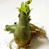 QYTGVSZ Decor-1Tubers (2) Mixed Desert Roses Succulent with Vibrant Trumpet Drought Tolerant Caudex Perfect for Patio