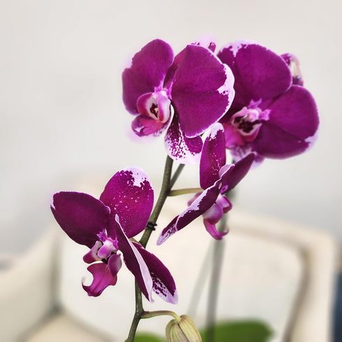 5" 22"+ Large Purple Live Orchids Blooming in Blue & White Orchid Pot, Pet Friendly Live Plant Gifts for Plant Lovers