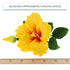 1 Count Global Sugar Art Hibiscus Sugar Cake Flowers Spray, Yellow Hawaiian Cake Flower Large. by Chef Alan Tetreault
