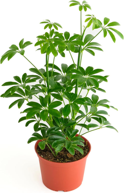 Shop Succulents Heptapleurum Arboricola, Live Indoor Plant, Low Maintenance Dwarf Umbrella Tree,