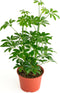 Shop Succulents Heptapleurum Arboricola, Live Indoor Plant, Low Maintenance Dwarf Umbrella Tree,
