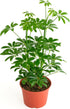 Shop Succulents Heptapleurum Arboricola, Live Indoor Plant, Low Maintenance Dwarf Umbrella Tree,