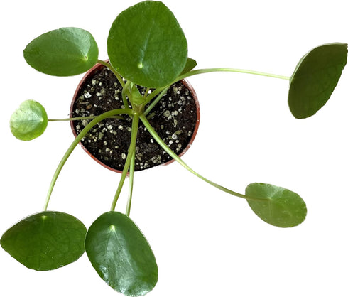 4-Inch 6-inch (4" Chinese Money Plant Live - Pilea peperomioides Live Plant | Easy Care Indoor Houseplant | Air
