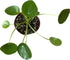 4-Inch 6-inch (4" Chinese Money Plant Live - Pilea peperomioides Live Plant | Easy Care Indoor Houseplant | Air
