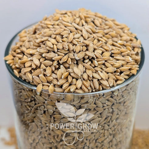 PowerGrow Systems 100% (5 5 Einkorn Wheat Berries - Certified Organic Einkorn Whole Wheat Grain pounds) by (Einkorn