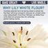 2 Lb Great River Milling Lily White Organic All-Purpose Flour | Unbleached & Unbromated | Non-GMO, Kosher | Ideal