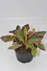 6 Inch 3-Pack Live Peperomia Growers Choice in Nursery Grower Pot | Easy-Care Indoor Houseplant for Home and Office