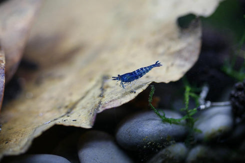 Live Neocaridina Blue Dream Shrimp - Stunning Blue Color - 10 Juvenile