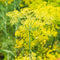 Clovers Garden Bouquet Dill Herb Plants Two (2) Live Plants Non-GMO -