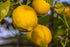 RawJoy Fresh Mayer Lemons by Farms