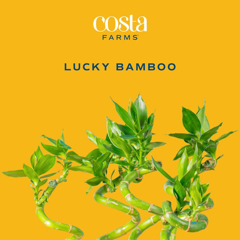 (Pack 10) Costa Farms Lucky Bamboo Spiral Stalks