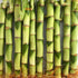 5 10 Inch Lucky Indoor Bamboo for Life Balance - Live Plants - - Ships Bare Root - Air Purifying Feng-Shui Zen Garden