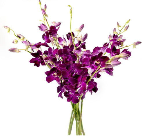 Generic Fresh Cut Orchids Flowers - Purple Orchids Bouquet - PRIME QUALITY -