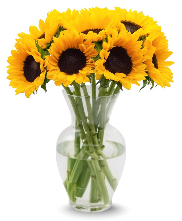 Stargazer Barn 10 Stem Sunflower Bouquet Mothers Day Flowers for Mom Fresh