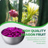 6.53OZ/185G Frozen Freeze Dried Dragon Fruit, Freeze Dried Fruit, Drago n Fruit, Freez e Dri ed Dragon Fru-it Cubes, No