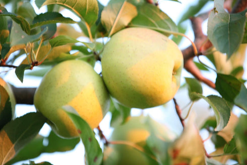 8 Kauffman Orchards Fresh Golden Delicious Apples, Hand-Picked, Non-Waxed, Grown in Pennsylvania (Box of Apples)